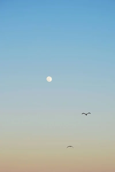 Affascinante Vista Sull Alba Con Paio Uccelli Che Svettano Alto — Foto Stock