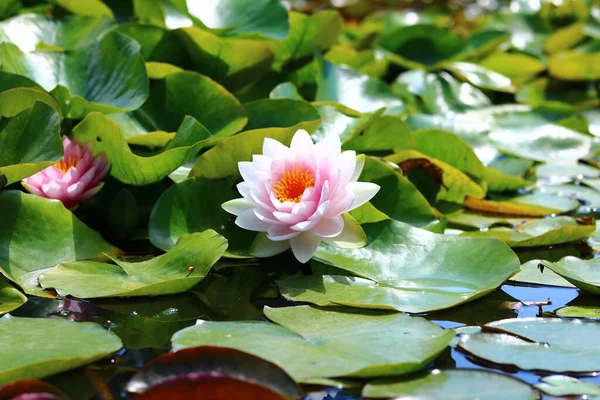 Closeup Beautiful Blooming Water Lily Pond Big Green Leaves — Stock Photo, Image