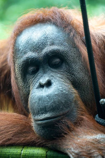 Ett Vertikalt Porträtt Orangutang Ett Zoo — Stockfoto