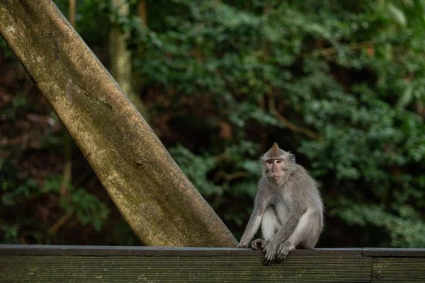 Een Klein Aapje Zit Kijkt — Stockfoto