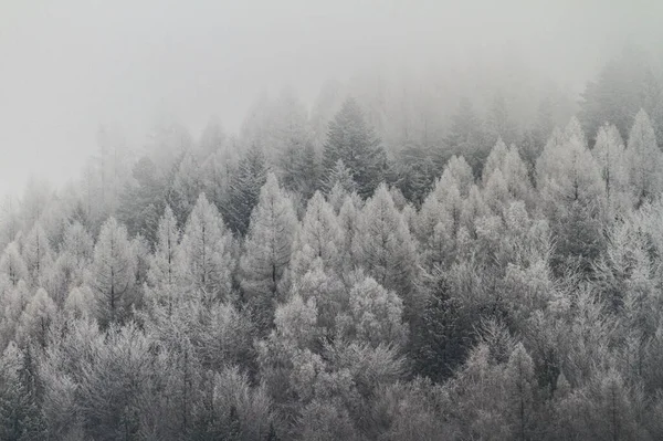 雾蒙蒙的森林里覆盖着雪的云杉树的无人驾驶图片 — 图库照片