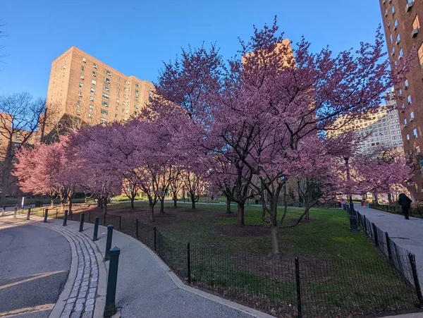 Schöne Rosa Sakura Bäume Schmücken Die Straßen Der Stadt — Stockfoto