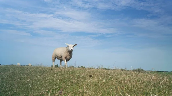 Ein Malerischer Blick Auf Ein Texelschaf Das Auf Einem Feld — Stockfoto