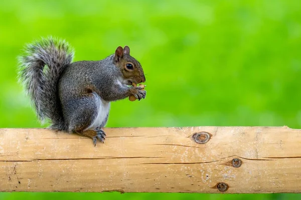 Primer Plano Una Ardilla Gris Oriental Posada Tronco Árbol Comiendo — Foto de Stock