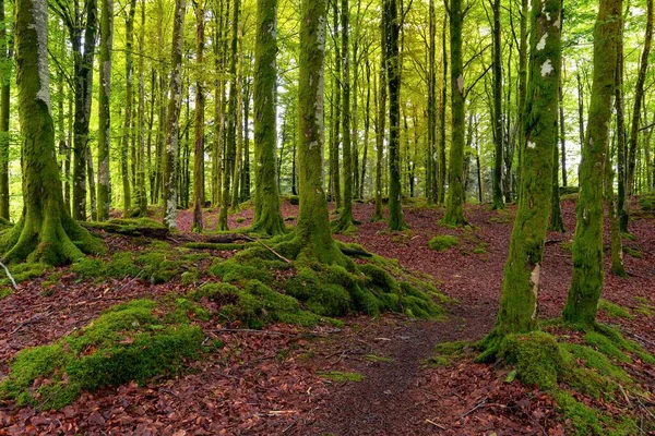 背の高い苔むした木の日当たりの良い森の景色 — ストック写真