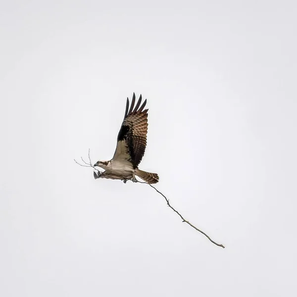 Low Angle Shot Bald Eagle Flying Its Wings Wide Open — Stock Photo, Image