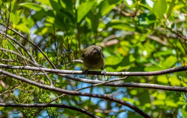 Eine Nahaufnahme Des Neuseeländischen Glockenvogels Anthornis Melanura Matangi Insel Tiritiri — Stockfoto