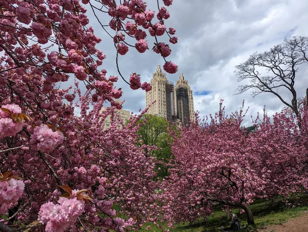 Die Schönen Rosa Sakura Bäume Central Park Nyc Vereinigte Staaten — Stockfoto