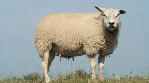 Primo Piano Una Pecora Texel Pascolo Campo — Foto Stock