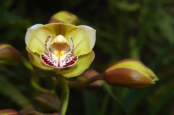 Primer Plano Una Orquídea Del Barco Que Crece Contra Las —  Fotos de Stock