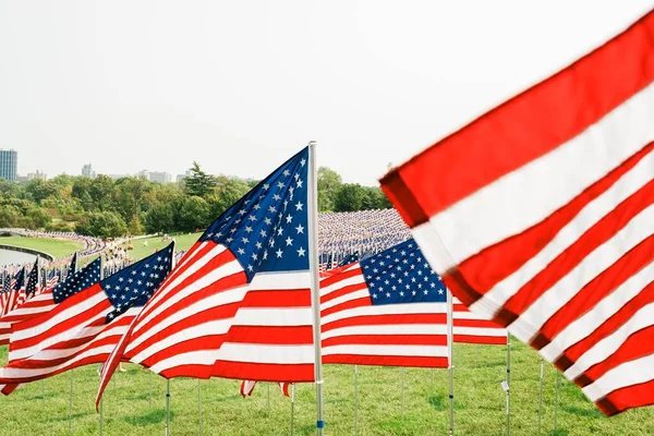 Bandeiras Americanas Num Campo Num Dia Sem Nuvens — Fotografia de Stock