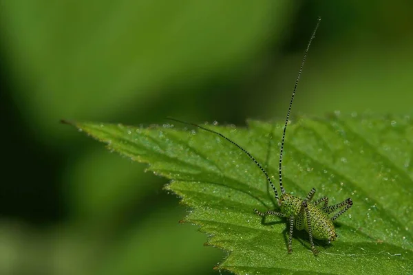 Збільшений Макро Вид Speckled Bush Cricket Зеленому Листі — стокове фото