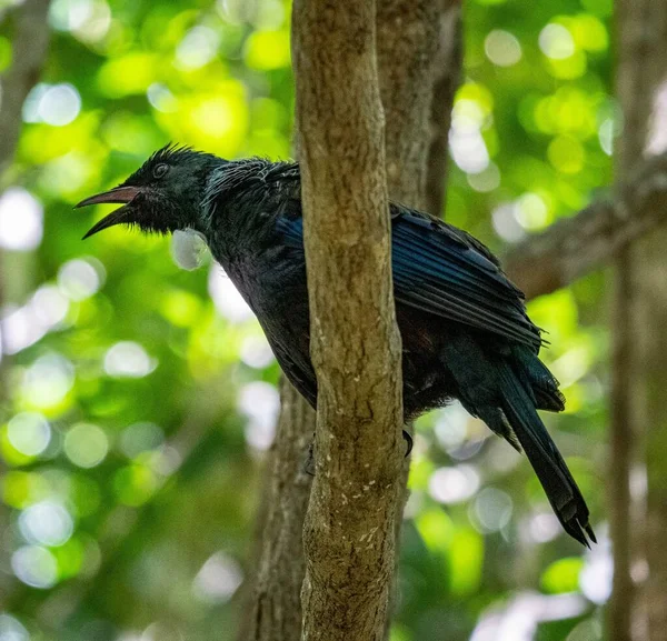 Primer Plano Vertical Tui Prosthemadera Novaeseelandiae Isla Tiritiri Matangi Nueva —  Fotos de Stock