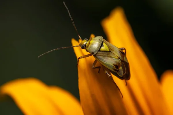 Closeup Lygus Pratensis Bug Perched Yellow Flower — Stock Photo, Image