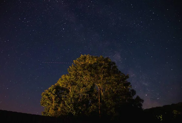 Eine Flache Aufnahme Eines Grünen Baumes Vor Einem Blauen Sternenhimmel — Stockfoto
