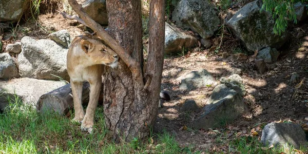 Detailní Záběr Asijského Lva Kráčejícího Zelených Rostlinách Zoo — Stock fotografie