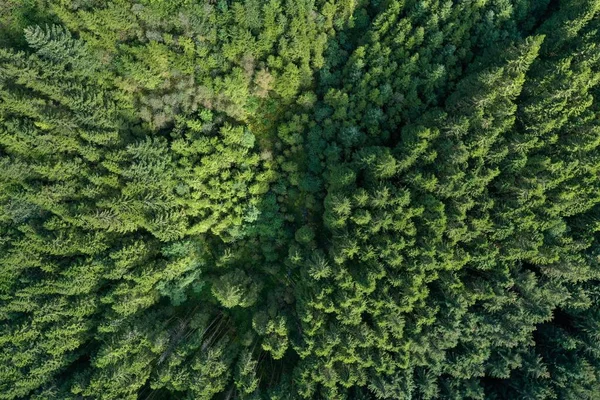 Повітряний Верхній Знімок Зеленого Лісу — стокове фото
