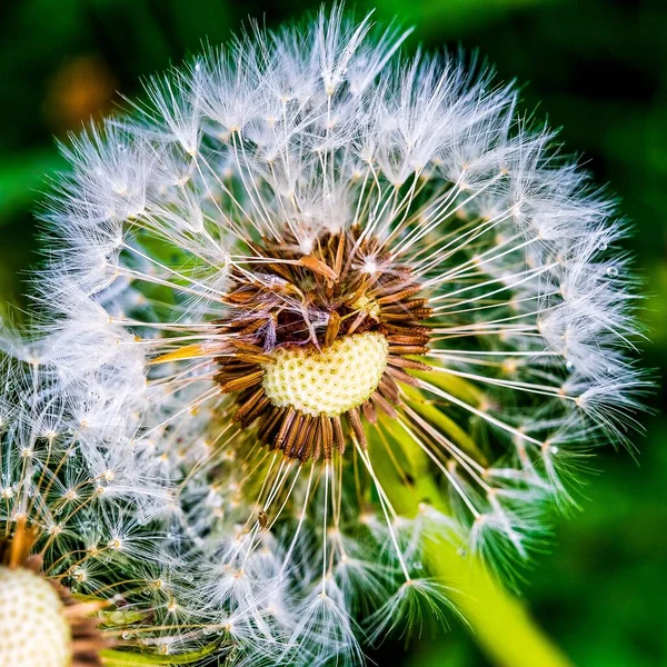 Makro Ujęcie Mniszka Lekarskiego Taraxacum Rosnącego Przeciwko Roślinom Zielonym — Zdjęcie stockowe