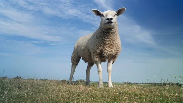 Ângulo Baixo Uma Ovelha Texel Pastando Campo — Fotografia de Stock