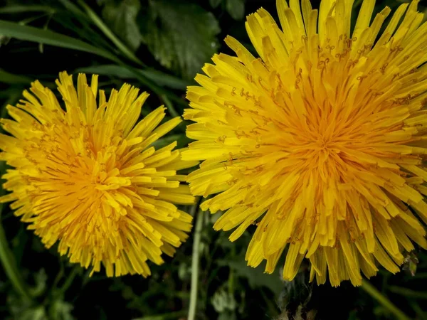 Gros Plan Bourgeons Pissenlit Jaune Taraxacum Contre Les Plantes Vertes — Photo