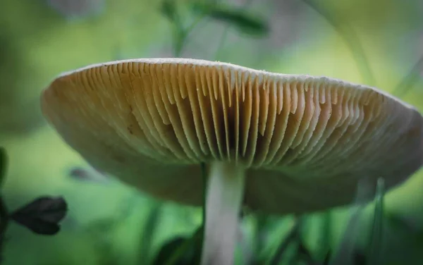 야외에 버섯이 보이는 각도의 — 스톡 사진