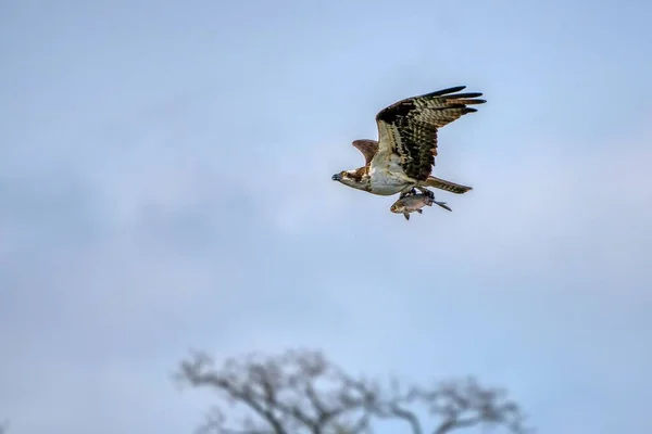 Tiro Ángulo Bajo Águila Calva Volando Con Sus Alas Bien —  Fotos de Stock