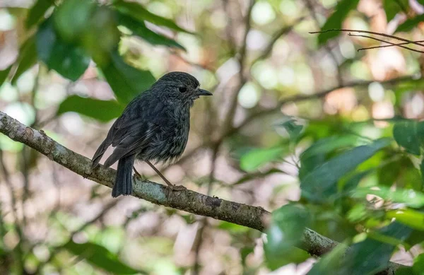 Petroica Longipes Kuzey Adası Ndaki Robin Yakın Çekim Tiritiri Matangi — Stok fotoğraf