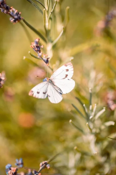 Мягкий Фокус Белой Бабочки Сидящей Синем Цветке Саду — стоковое фото