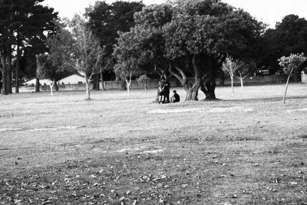 一张灰色的照片 照片上的人坐在一棵树下 站在草地上 公园里有茂密的灌木丛和树木 — 图库照片