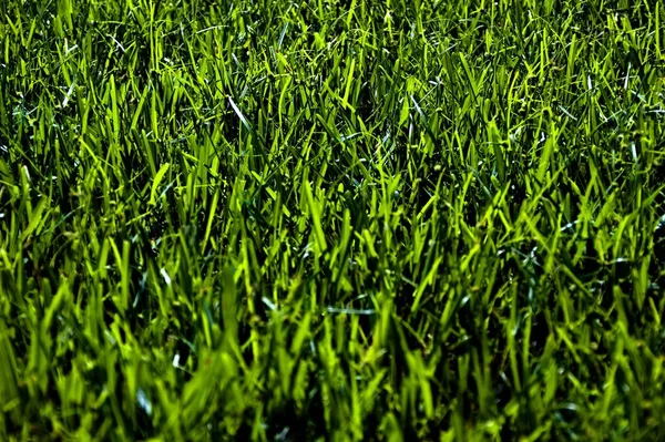 Closeup Fresh Green Grass Growing Sunlight — Stock Photo, Image