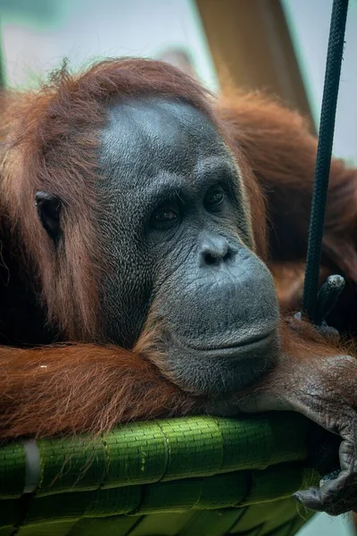 Ett Vertikalt Närbild Porträtt Orangutang Ett Zoo — Stockfoto