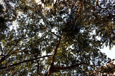 Güneşli bir günde bahçede büyüyen bir kartalın düşük açılı görüntüsü.