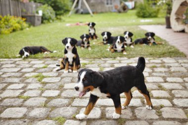 Appenzeller Hundefamilie vor dem Haus im Gras (neun Monate alt)