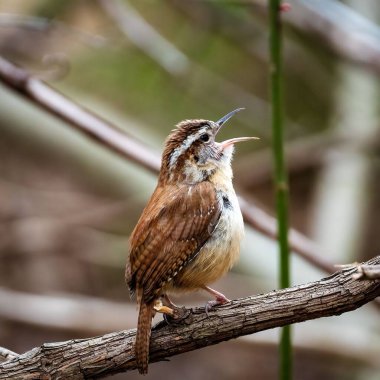 Ağaç dalına konmuş gagası açık bir Carolina kırbacı.