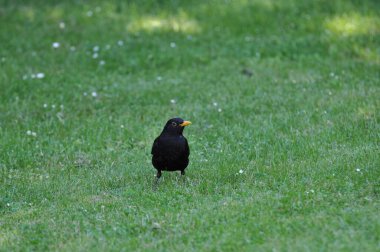 Bir çimenlikte yaygın bir karatavuk (Turdus merula)