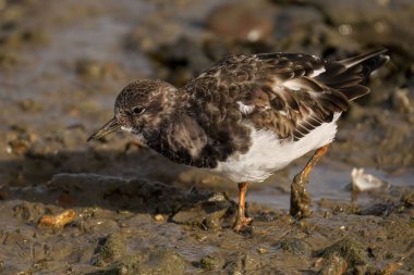 Çamurda yiyecek arayan lanet bir dönüm noktasının yakın çekimi.