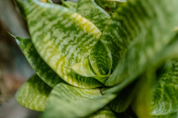 Nahaufnahme Der Zunge Einer Schwiegermutter Die Garten Wächst — Stockfoto