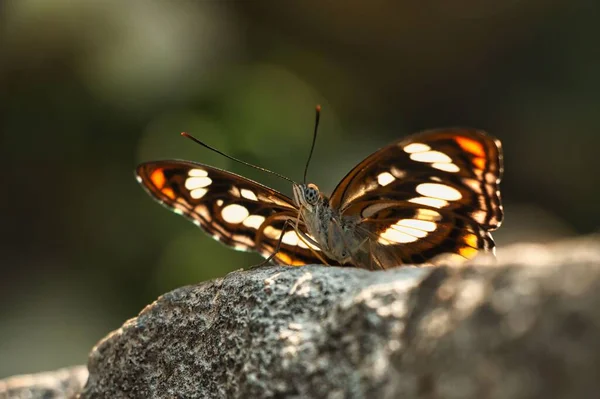 Eine Nahaufnahme Des Bürstenschmetterlings Der Mit Ausgestreckten Flügeln Unter Sonnenstrahlen — Stockfoto