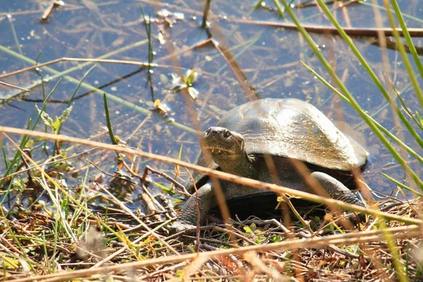 Het Close Uitzicht Van Een Chinese Vijverschildpad Het Gras Een — Stockfoto