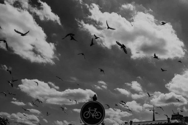 Low Angle View Black Birds Flying Air Black White — Stock Photo, Image