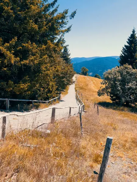 Plano Vertical Estrecho Sendero Montaña Cercado Través Hierba Marrón Árboles — Foto de Stock