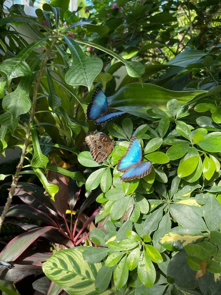 Mariposas Morfo Azul Las Hojas — Foto de Stock