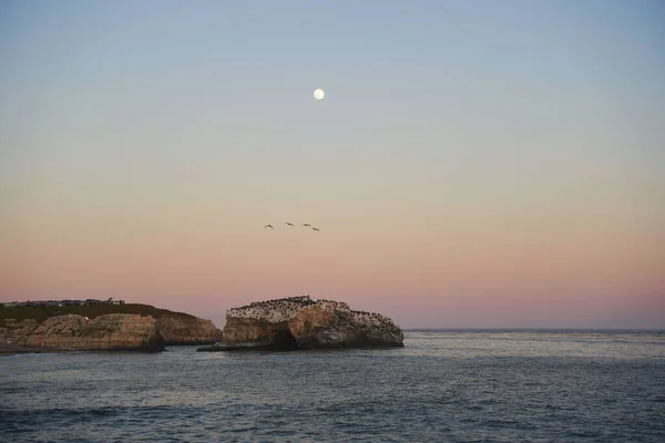 Günbatımında Uçan Kuşların Engin Okyanuslarla Çevrili Kayalık Uçurumların Üzerindeki Manzarası — Stok fotoğraf