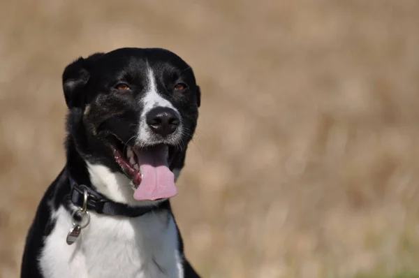 Ένας Σκύλος Μικτής Φυλής Ασπρόμαυρα Γούνινα Χαμόγελα Στην Κάμερα — Φωτογραφία Αρχείου