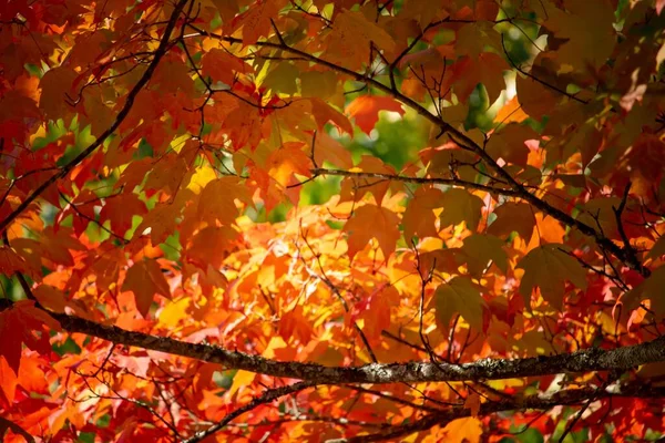 Eine Nahaufnahme Von Blättern Herbstfarben — Stockfoto