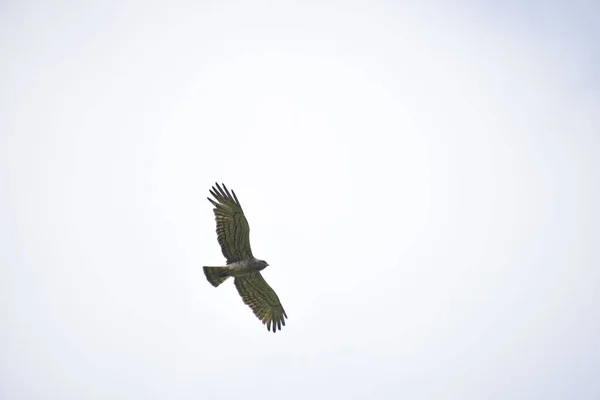 一只低角度的蛇头鹰 张开翅膀在白天中飞翔 — 图库照片