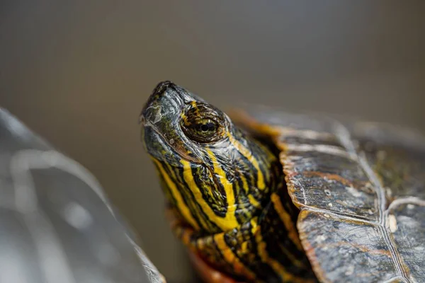 Крупный План Раскрашенной Черепахи Головой Фоне Размытия — стоковое фото