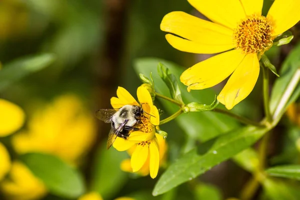 黄色の花に蜂のクローズアップ — ストック写真