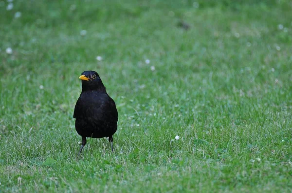 Een Gewone Merel Turdus Merula Een Grasveld — Stockfoto