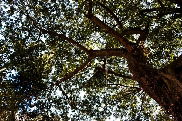 Vedere Unghi Scăzut Unei Tilii Care Crește Grădină Într Însorită — Fotografie, imagine de stoc